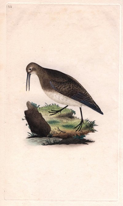 Correlimos menudo. Calidris minutilla. Grabado en cobre por Edward Donovan, publicado en Histoire naturelle des oiseaux britanniques, Londres de Edward Donovan