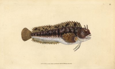 Blénido tompot, Parablennius gattorugine (Gattorugine, Blennius gattorugine). Grabado en cobre coloreado a mano dibujado y grabado por Edward Donovan de su Historia Natural de los Peces Británicos, Donovan y F.C. y J. Rivington, Londres de Edward Donovan