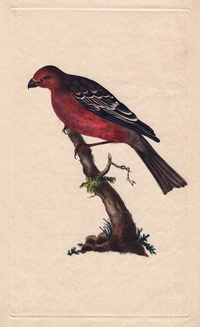 Pinzón real. Pinicola enucleator (Loxia enucleator). Grabado en cobre por Edward Donovan (1768-1837), publicado en Historia natural de las aves británicas, Londres de Edward Donovan
