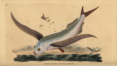 Pez volador tropical de dos alas o pez volador común. Grabado en cobre coloreado a mano dibujado y grabado por Edward Donovan de su Historia Natural de los Peces Británicos, Donovan y F.C. y J. Rivington, Londres de Edward Donovan