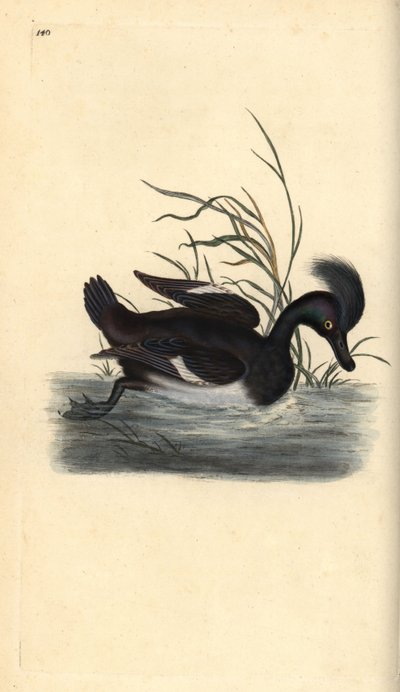 Porrón moñudo, Aythya fuligula de Edward Donovan