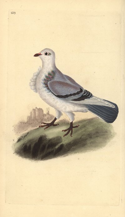 Paloma turbit, Columba livia domestica var. turbita. Grabado en cobre coloreado a mano dibujado y grabado por Edward Donovan de su propia “Historia Natural de las Aves Británicas,” Londres de Edward Donovan