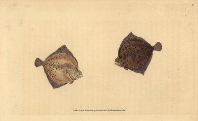 Rodaballo, Scophthalmus maximus (Platija cíclope, Pleuronectes cyclops). Grabado en cobre coloreado a mano dibujado y grabado por Edward Donovan de su Historia Natural de los Peces Británicos, Donovan y F.C. y J. Rivington, Londres de Edward Donovan