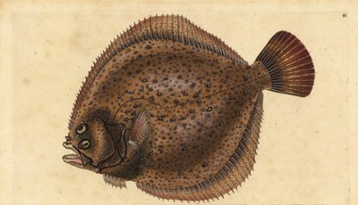 Rodaballo, Scophthalmus maximus (Pleuronectes maximus). Grabado en cobre coloreado a mano dibujado y grabado por Edward Donovan de su Historia Natural de los Peces Británicos, Donovan y F.C. y J. Rivington, Londres de Edward Donovan