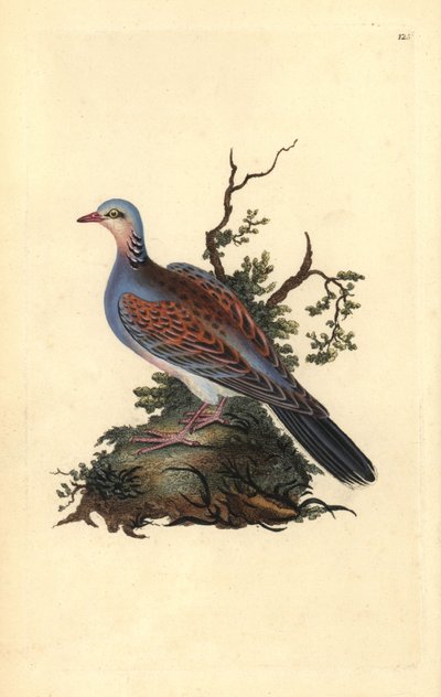 Tórtola europea, Streptopelia turtur. Grabado en cobre coloreado a mano dibujado y grabado por Edward Donovan de su propia 