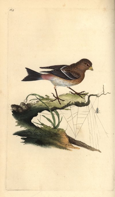 Pardillo sizerín, Carduelis flavirostris de Edward Donovan