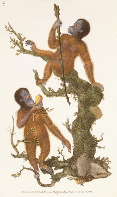 Dos primates en un árbol, 1823 de Edward Donovan