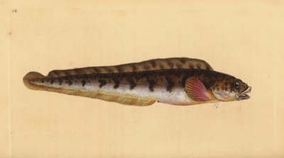 Zoarces vivíparo, Zoarces viviparus. Grabado a mano coloreado por Edward Donovan de su Historia Natural de los Peces Británicos, Donovan y F.C. y J. Rivington, Londres de Edward Donovan