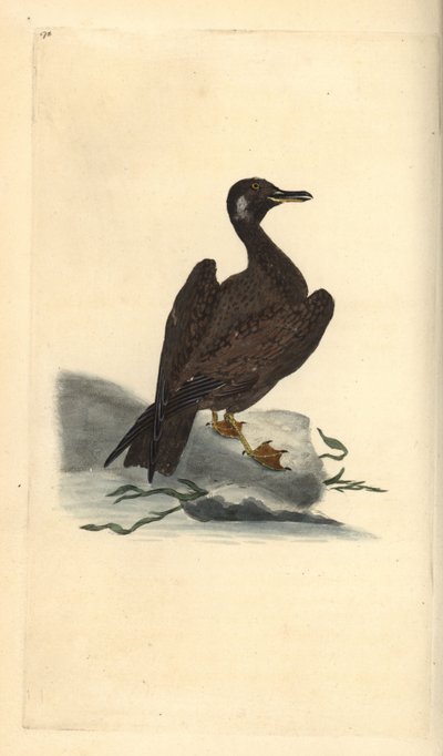 Gaviota joven del gavión atlántico, Larus marinus. Grabado en cobre coloreado a mano dibujado y grabado por Edward Donovan de su propia 