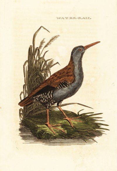 Rascón europeo, Rallus aquaticus de Edward Donovan