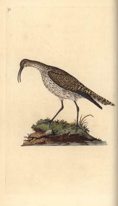 Zarapito trinador, Numenius phaeopus. Grabado en cobre coloreado a mano dibujado y grabado por Edward Donovan de su propia 