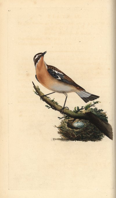 Tarabilla norteña, Saxicola rubetra. Grabado a mano coloreado por Edward Donovan de su propia Historia Natural de las Aves Británicas, Londres de Edward Donovan