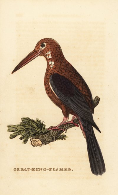 Martín pescador de garganta blanca, Halcyon smyrnensis de Edward Donovan