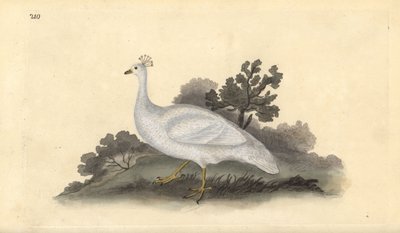 Pavo real de cresta blanca (hembra), Pavo cristatus. Grabado a mano coloreado por Edward Donovan de su propia Historia Natural de las Aves Británicas, Londres de Edward Donovan