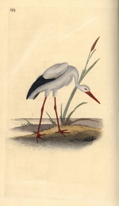 Cigüeña blanca, Ciconia ciconia. Ilustración a mano de cobre grabada por Edward Donovan de su propio 