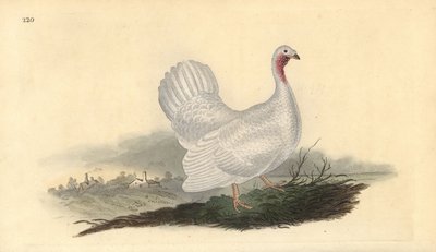 Pavo blanco, Melagris gallopavo (grabado a mano por Edward Donovan de su 