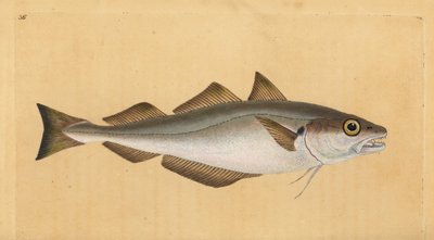 Bacaladilla, Merlangius merlangus (Gadus merlangus). Grabado en cobre coloreado a mano dibujado y grabado por Edward Donovan de su Historia Natural de los Peces Británicos, Donovan y F.C. y J. Rivington, Londres de Edward Donovan