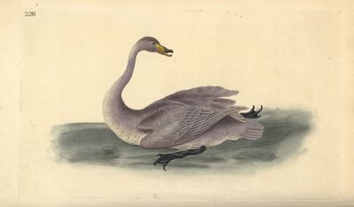 Cisne salvaje (inmaduro), Cygnus cygnus (grabado a mano por Edward Donovan de su 