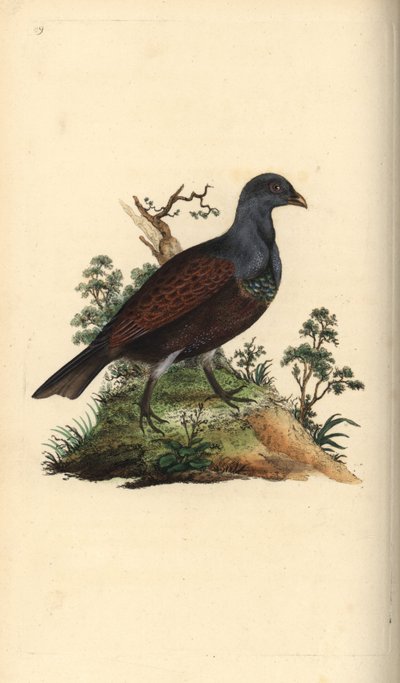 Urogallo, Tetrao urogallus. Grabado en cobre coloreado a mano dibujado y grabado por Edward Donovan de su propia "Historia Natural de las Aves Británicas," Londres de Edward Donovan