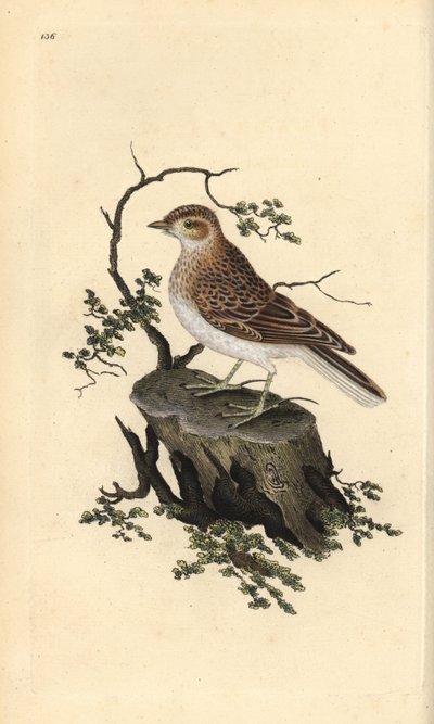 Alondra común, Lullula arborea. Ilustración a mano de cobre grabada por Edward Donovan de su propio 