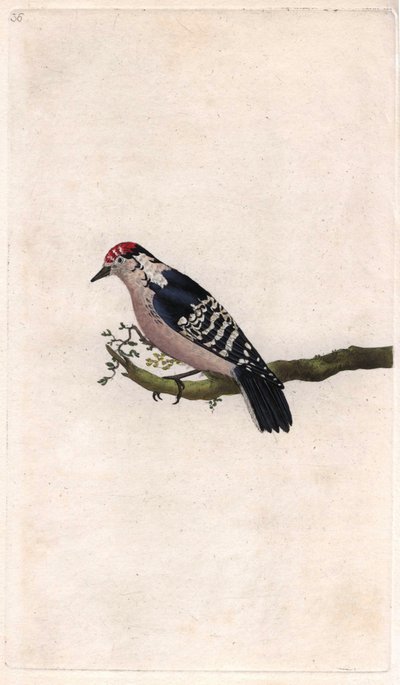 Pico menor. Dendrocopos minor (Picus minor). Grabado en cobre por Edward Donovan (1768-1837), publicado en Historia natural de las aves británicas, Londres de Edward Donovan