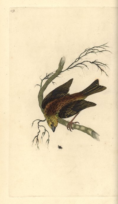 Escribano cerillo, Emberiza citrinella. Ilustración de la 