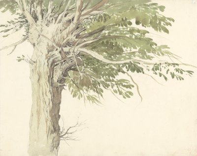 Estudio de un árbol desmochado: un sauce de Edward Duncan
