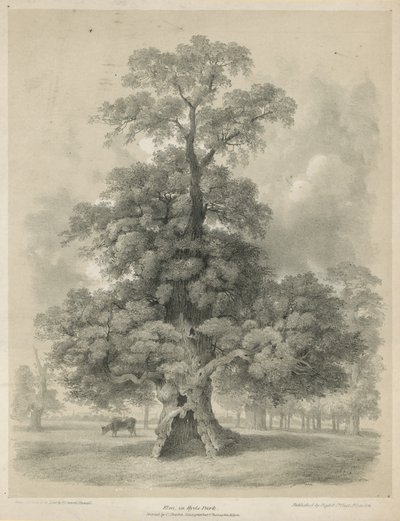 Olmo en Hyde Park, Londres de Edward Hassell