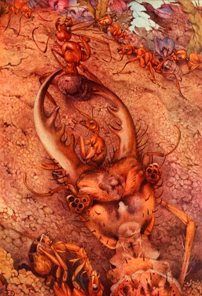 El león hormiguero, 1914 de Edward Julius Detmold