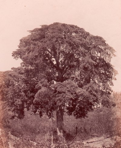 Estudio de árbol, 1850-53 de Edward King Tenison