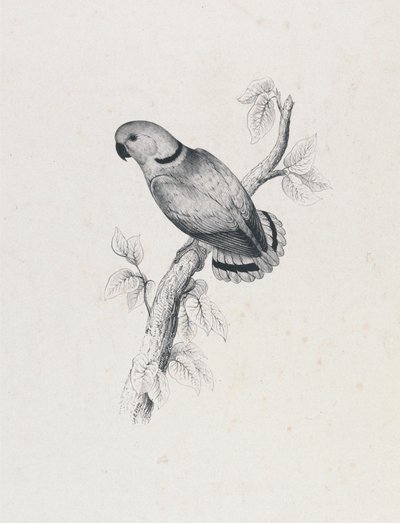  de Edward Lear