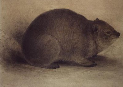 Un damán roquero de Edward Lear