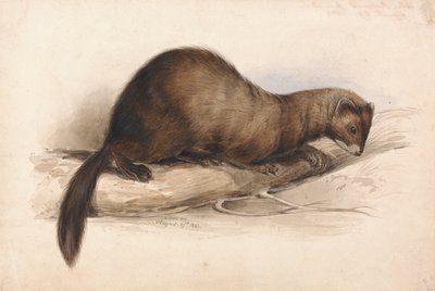 Una comadreja de Edward Lear