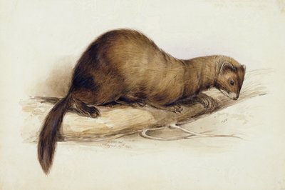 Una comadreja de Edward Lear