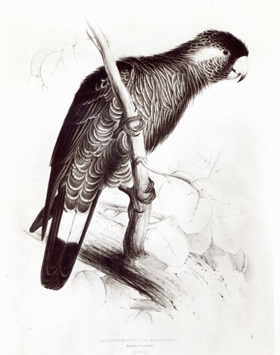 Calyptorhynchus Baudinii, o Cacatúa de Baudin, 1832 de Edward Lear
