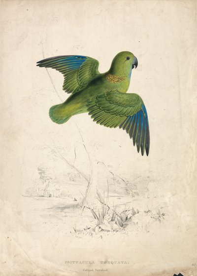 Cotorra de collar (Lámina 40) de Edward Lear