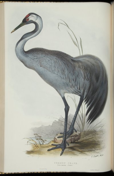 Grulla Común, de 