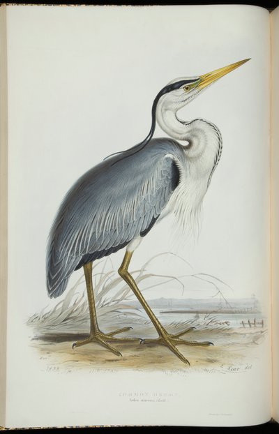Garza Común, de 