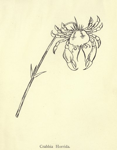 Crabbia Horrida de Edward Lear