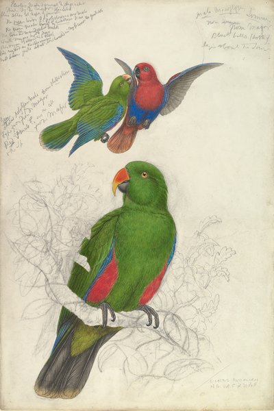 Eclectus Roratus Polychloros, ca. 1830-32 de Edward Lear
