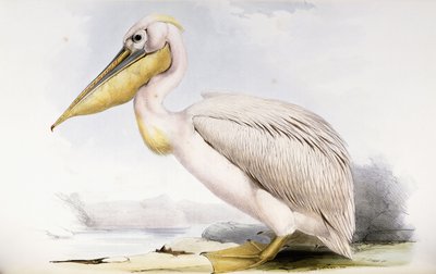 Gran Pelícano Blanco de Edward Lear