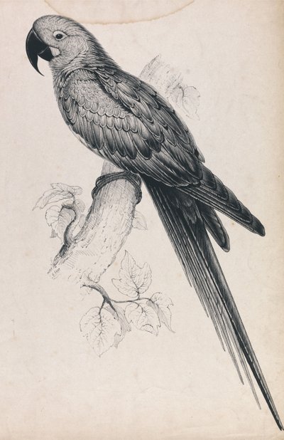  de Edward Lear