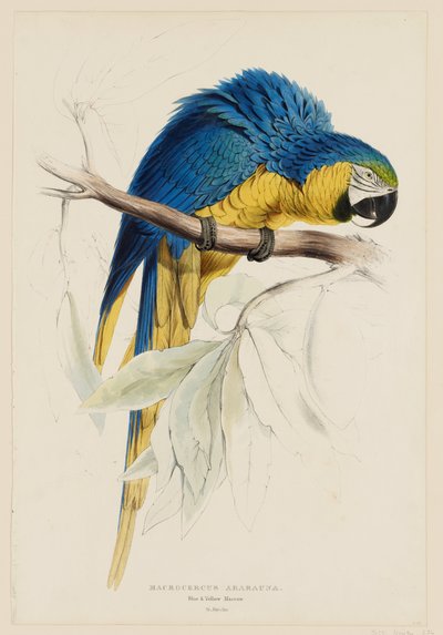Macrocercus ararauna.  Guacamayo azul y amarillo. de Edward Lear