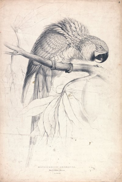 Macrocerus ararauna / Guacamayo azul y amarillo / 2/3 del tamaño natural (Lámina 8) de Edward Lear