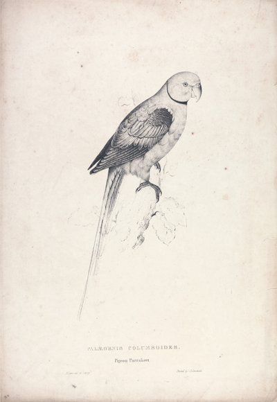 Palaeornia Columbiodes / Periquito paloma (Lámina 31) de Edward Lear