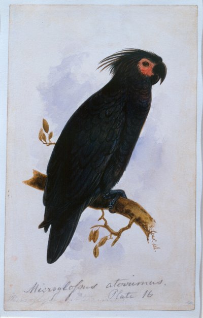 Loro: Placa 16 de Edward Lear