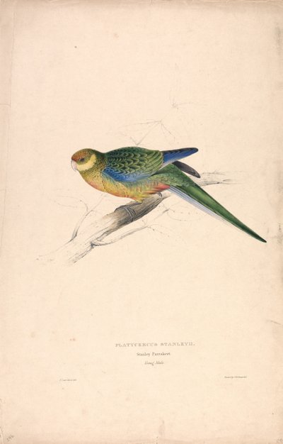 Platycercus Stanley II / Periquito de Stanley (macho joven) (Lámina 24) de Edward Lear