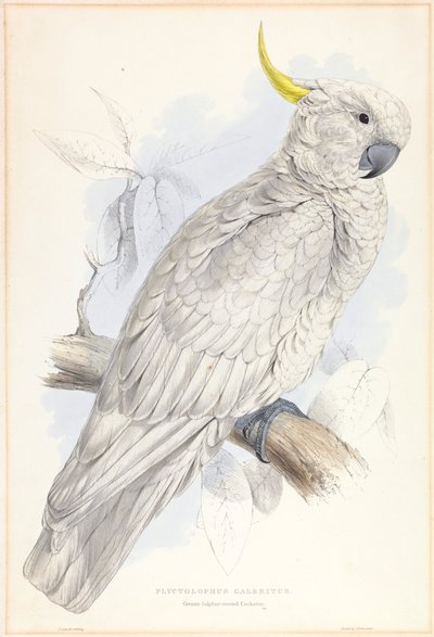 Plyctolophus Galeritus. Cacatúa sulfúrea mayor. de Edward Lear