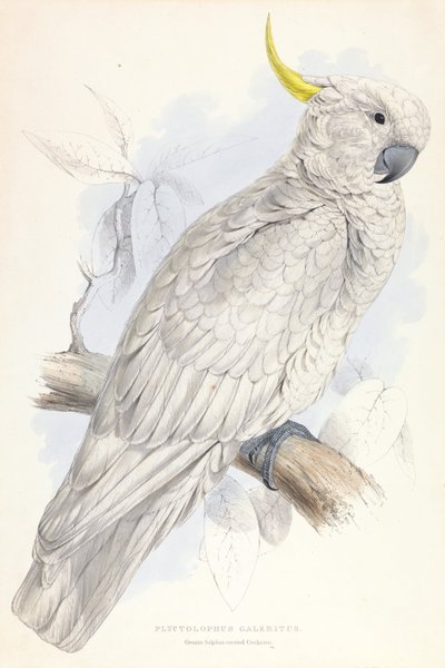 Plyctolophus Galeritus. Cacatúa sulfúrea mayor. de Edward Lear