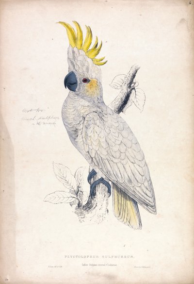 Plyctolophus sulphureus / Cacatúa de cresta amarilla menor (Lámina 4) de Edward Lear